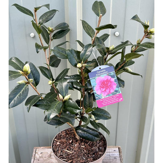 Camellia Anticipation 4.0L