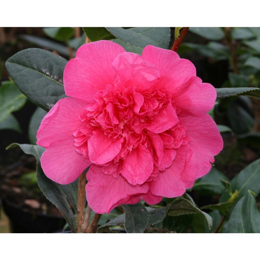 Camellia Anticipation 4.0L