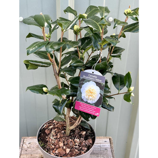 Camellia Brushfield'S Yellow 4.0L
