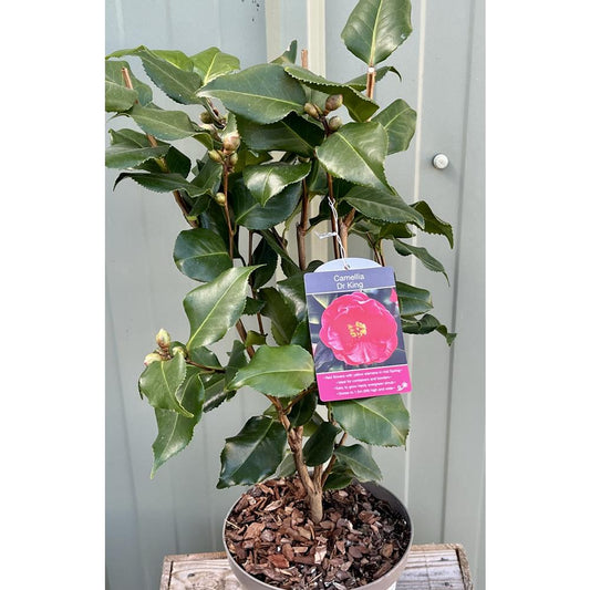 Camellia Dr King  Red 4L