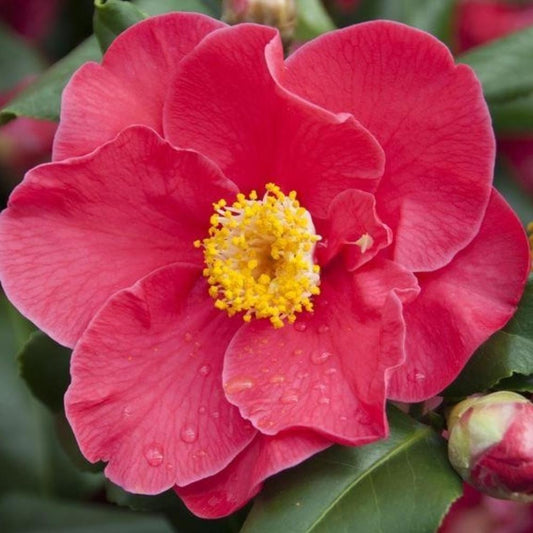 Camellia Dr King  Red 4L
