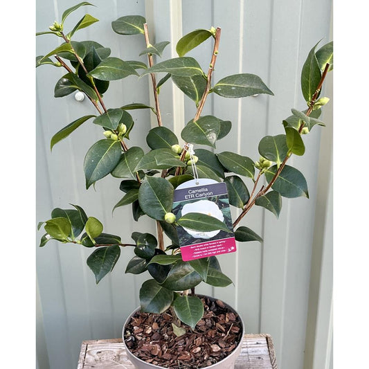 Camellia Etr Carlyon 4.0L