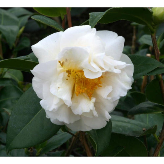 Camellia Etr Carlyon 4.0L