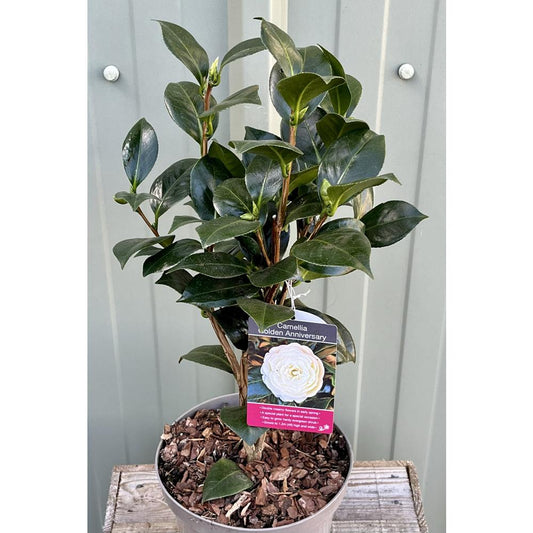 Camellia Golden Anniversary 4L
