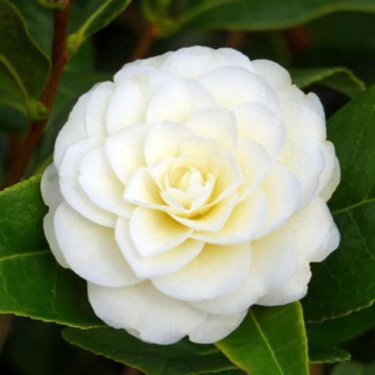 Camellia Golden Anniversary 4L