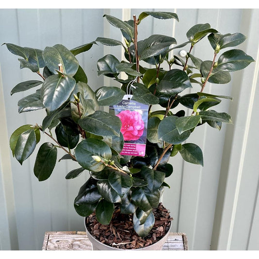 Camellia Lady Campbell  4L