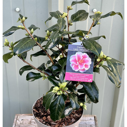 Camellia Lady Vansittart 4L White/Pink