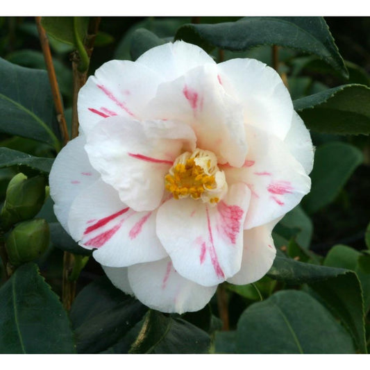Camellia Lady Vansittart 4L White/Pink