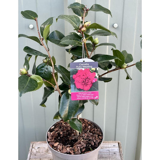 Camellia Ruby Wedding 4L  Red