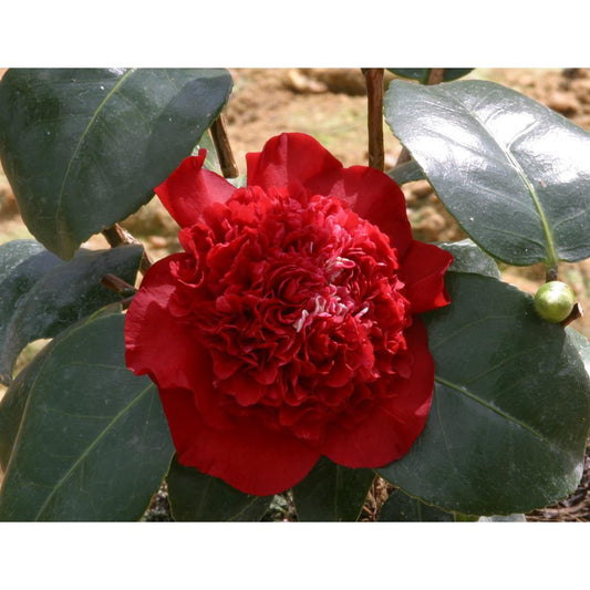 Camellia Ruby Wedding 4L  Red