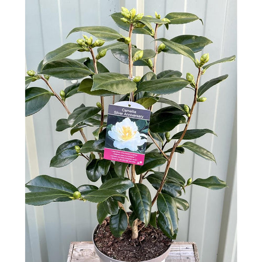 Camellia Silver Anniversary 4L White