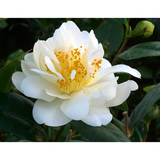 Camellia Silver Anniversary 4L White