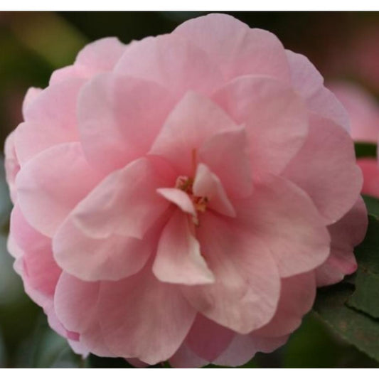 Camellia Spring Festival  Pink 4L