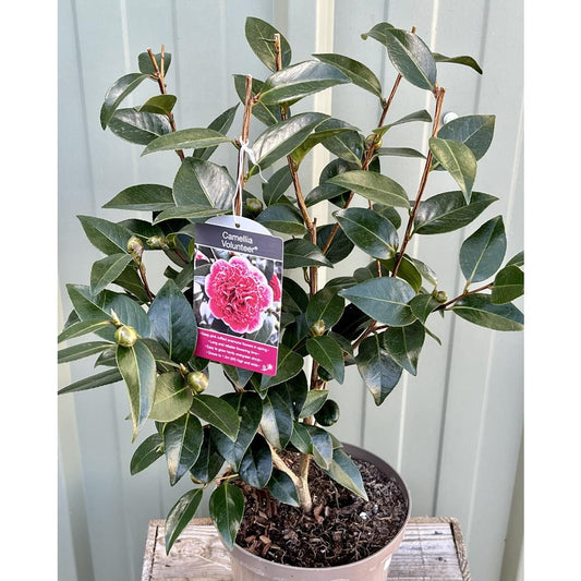 Camellia Volunteer 4L Pink