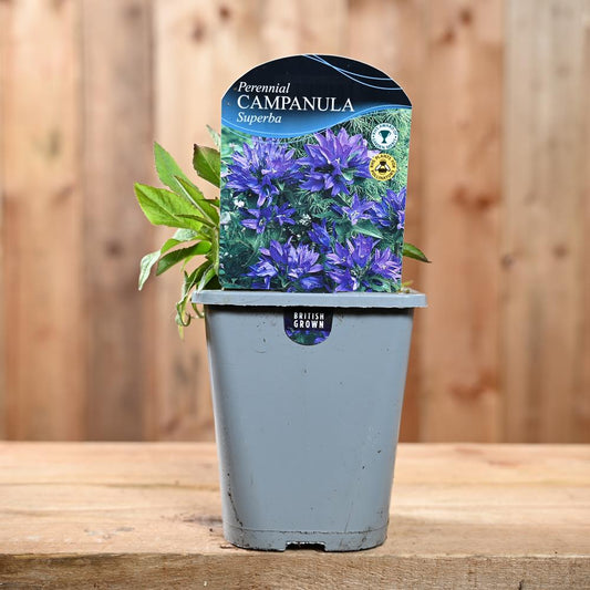 Campanula Glomerata Superba 1L