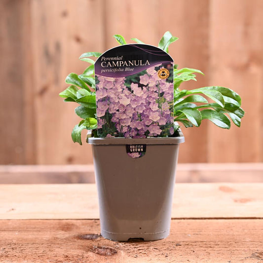 Campanula Persicifolia 1L