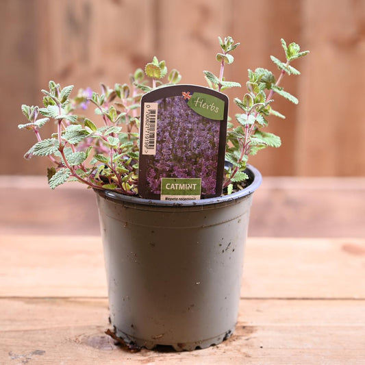 Catmint - Nepeta Racemosa   1L