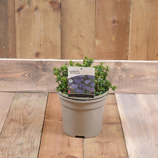 Ceanothus 'Blue Mound' 3L
