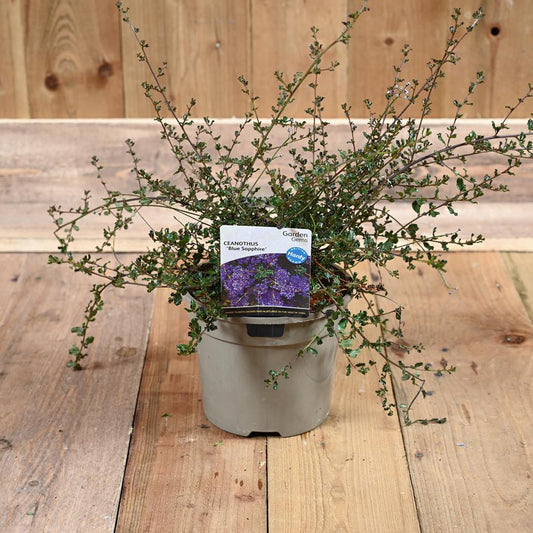 Ceanothus Blue Sapphire 3L