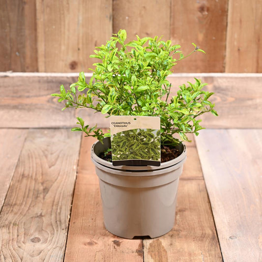 Ceanothus Eldorado 3L