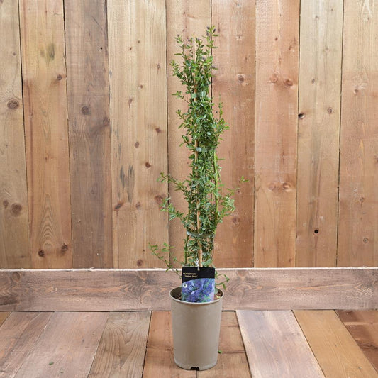 Ceanothus Italian Skies 3Ld