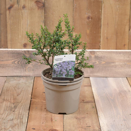 Ceanothus 'Puget Blue' 3L