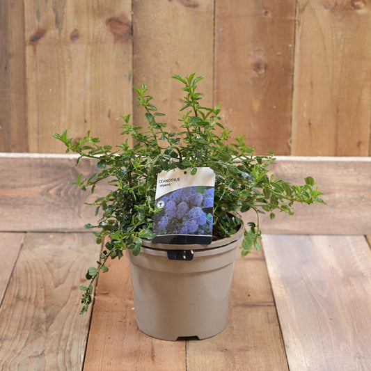 Ceanothus Thrys. Var. Repens 3L