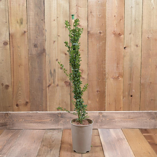 Ceanothus Thyrsiflorus Skylark 3L