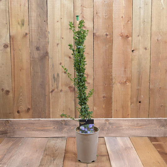 Ceanothus Thyrsiflorus Skylark 3L