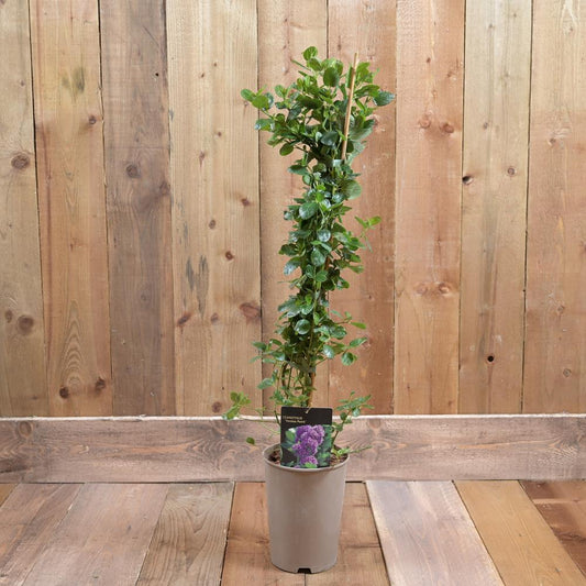 Ceanothus 'Yankee Point' 3Ld