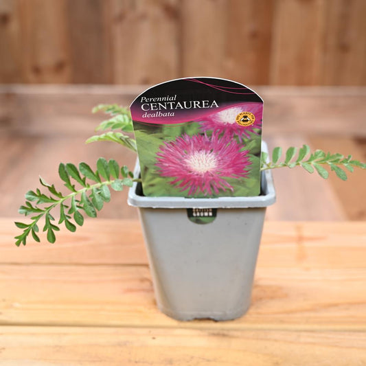 Centaurea Dealbata 1L