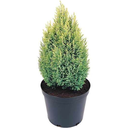 Chamaecyparis Lawsoniana Ellwoods Gold 3L