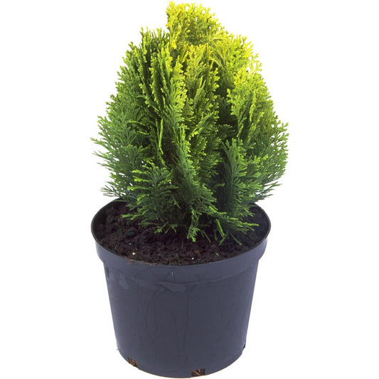 Chamaecyparis Lawsoniana Minima Aurea 3L