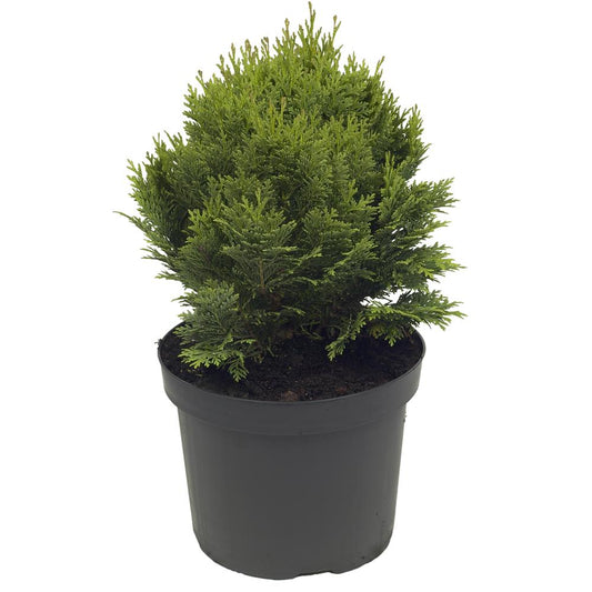 Chamaecyparis Lawsoniana Minima Glauca 3L