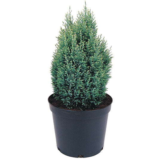 Chamaecyparis Lawsoniana Snow White 3L
