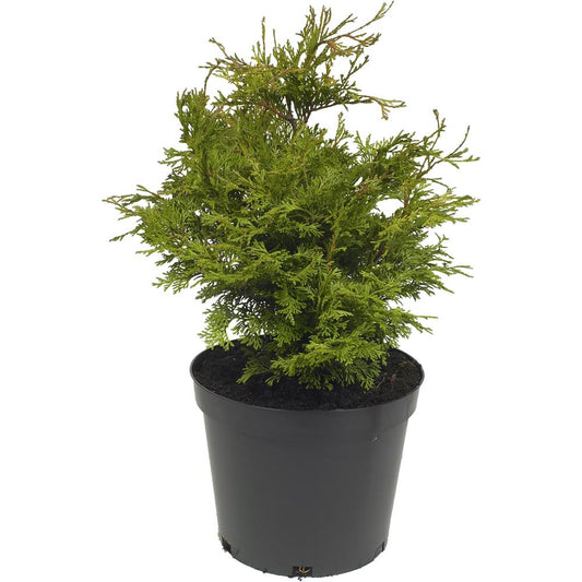 Chamaecyparis Obtusa Pygmaea 3L