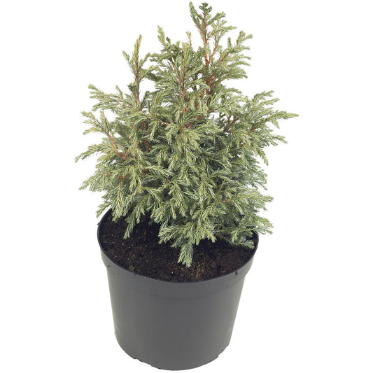 Chamaecyparis Pisifera Baby Blue 3L