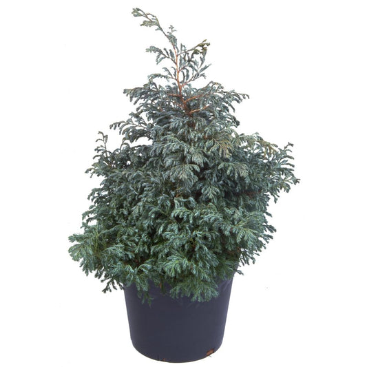 Chamaecyparis Pisifera Boulevard 3L