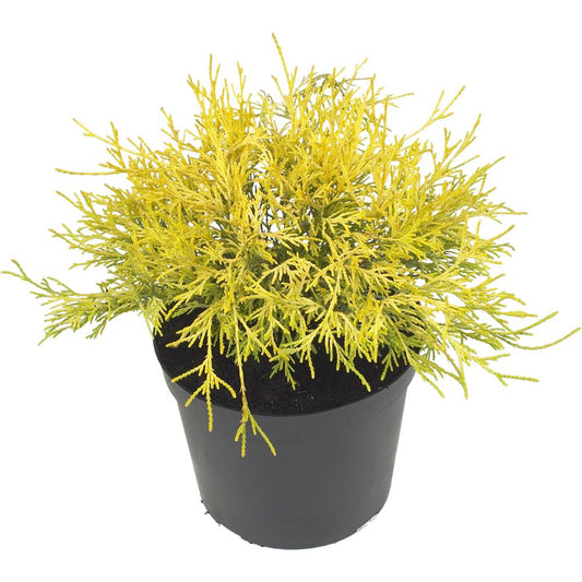 Chamaecyparis Pisifera Filifera Aurea 3L