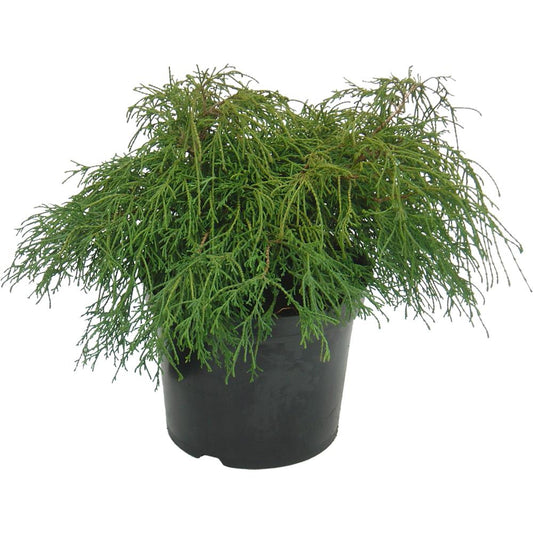 Chamaecyparis Pisifera Filifera Nana 3L