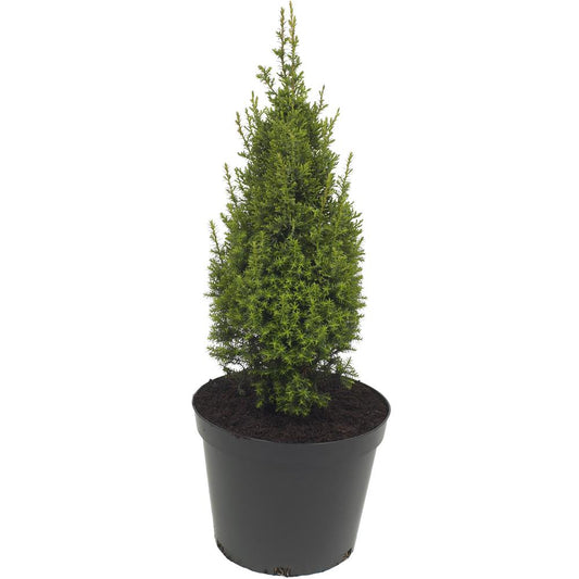 Chamaecyparis Thyoides Top Point 3L