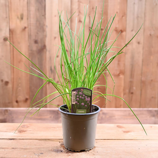 Chives - Allium Schoenoprasum   1L