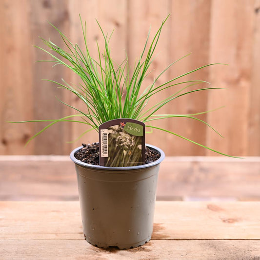 Chives Garlic - Allium Tuberosum  1L