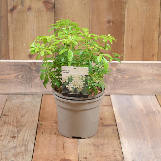 Choisya Ternata 3L