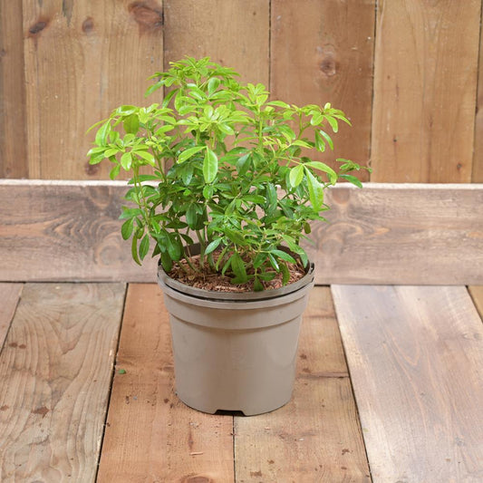 Choisya Ternata 3L