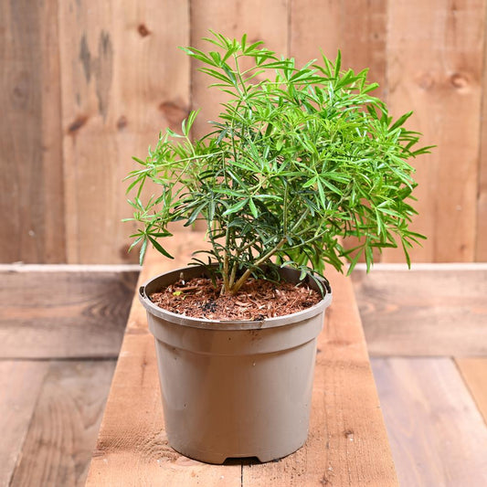 Choisya White Dazzler 3L