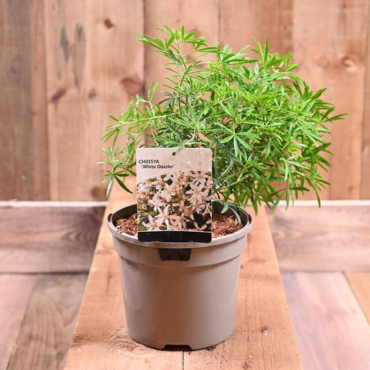 Choisya White Dazzler 3L