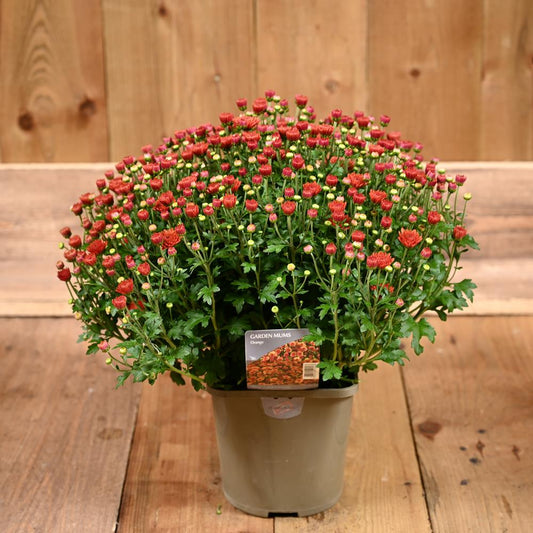 Chrysanthemum Garden Mum Orange 2L