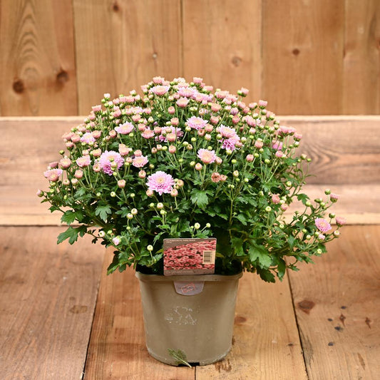 Chrysanthemum Garden Mum Pink 2L