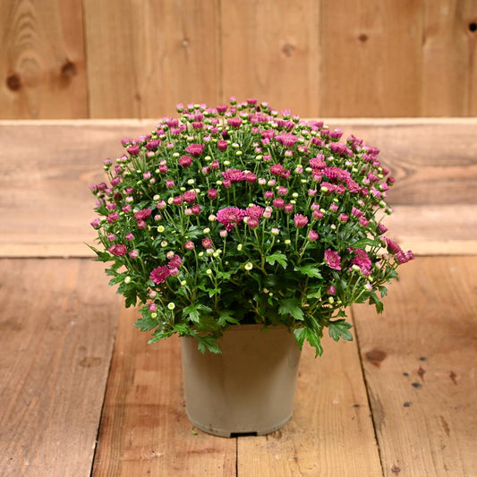 Chrysanthemum Garden Mum Purple 2L